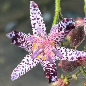 Meet your Posher, Jade